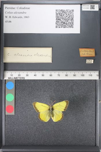 Media type: image;   Entomology 123865